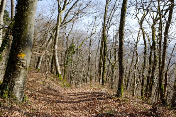 Gemütliche Wanderung durch den Regionalpark Aargau