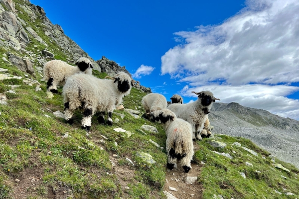 Chüe et Risihorn, au-dessus de Bellwald