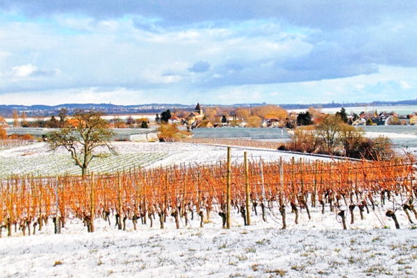 Insel Reichenau