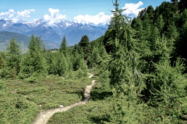 Panoramawanderung oberhalb von Grächen