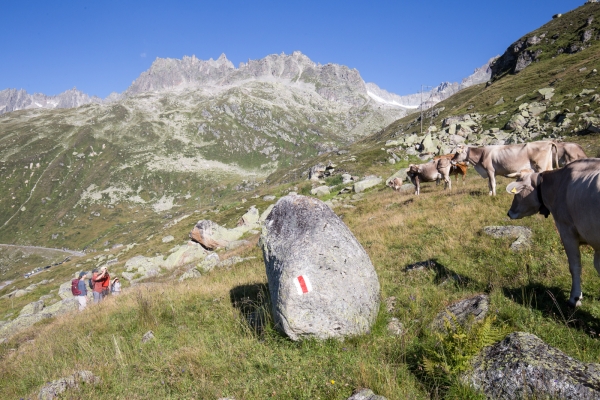 Über die Lochberglücke zur Göscheneralp