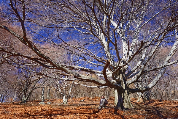 Zu den Winterblüten im Tessin