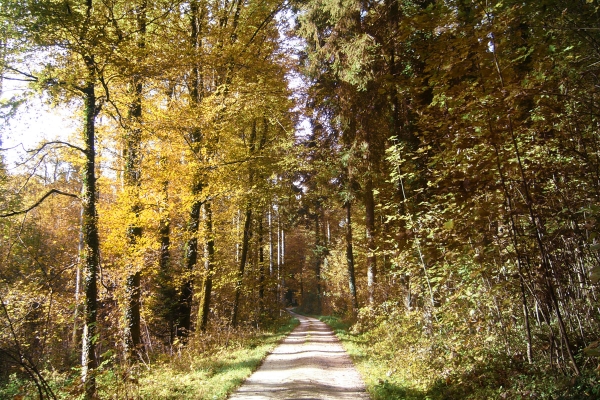 Wanderung zur Buchegger Kyburg