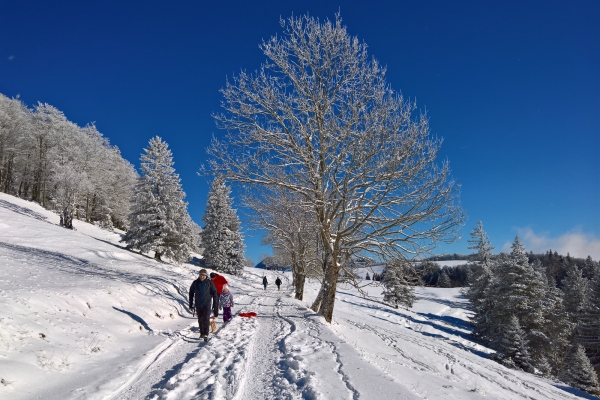 Alpenpanorama über dem Nebelmeer