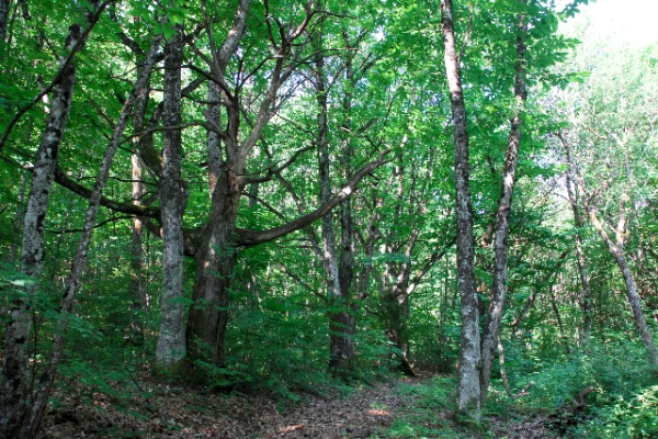 Sentiero del Castagno