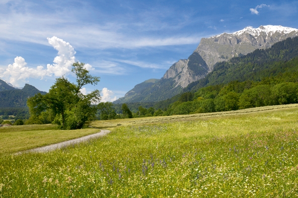 Weinbau in der Bündner Herrschaft