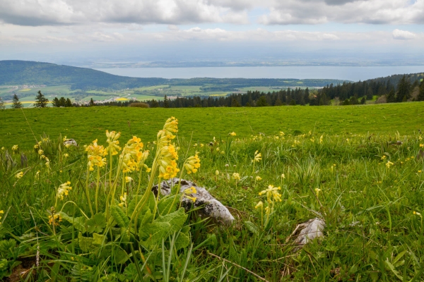 L’agriculture dans le Jura neuchâtelois