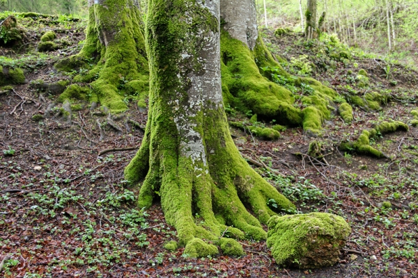 Roche druidique près de Bourrignon JU