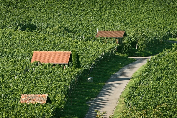 Im Schaffhauser Blauburgunderland