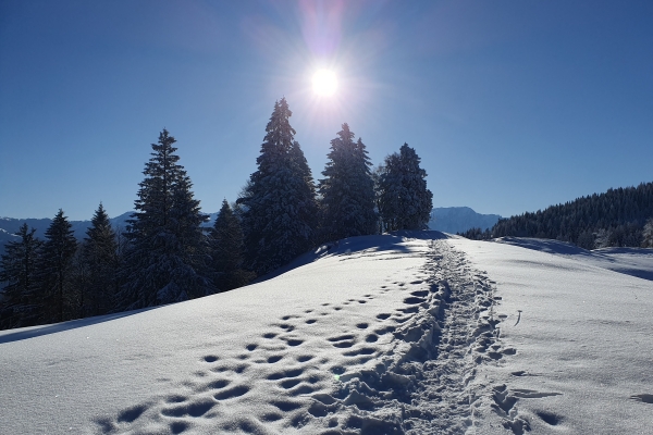 Wintergefühle St. Margrethenberg ÄNDERUNG: WINTERWANDERUNG