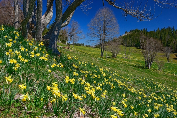 Un mare di fiori dorato nel Giura neocastellano