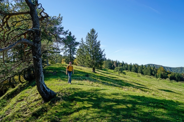 In den St. Galler Ausläufern des Tössberglandes