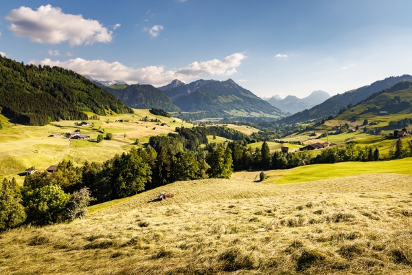 Un paysage typiquement gruérien 