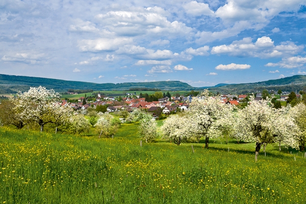 Obstblüte im Laufental