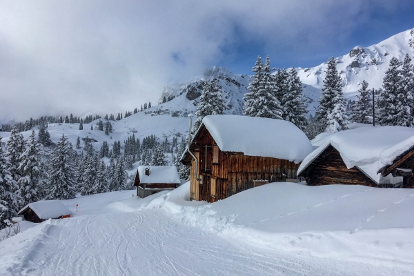 Dans le bois enchanté sous l’Ortstock (GL)