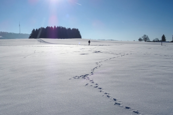 Winterwandern in den Freibergen