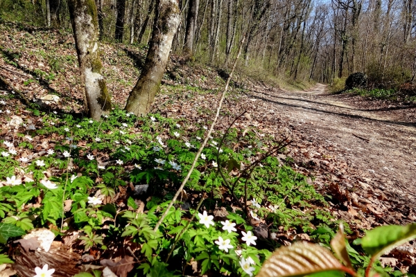 Von St-Blaise nach Le Landeron