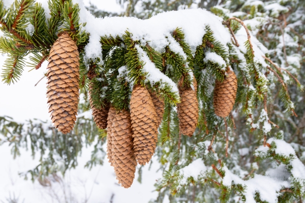 Durch geheimnisvollen Winterwald