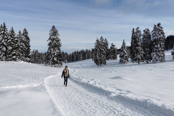 Weisse Weiden im Waadtländer Jura