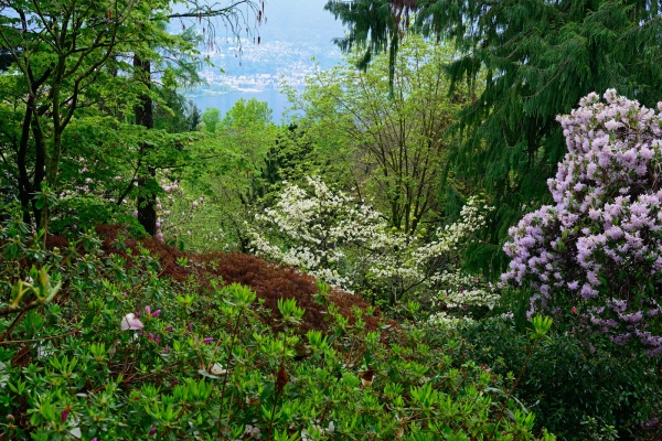 Frühling im Gambarogno 