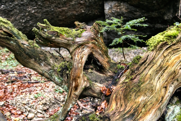 Sagenlandschaft in Zürichs wilder Ecke ZH