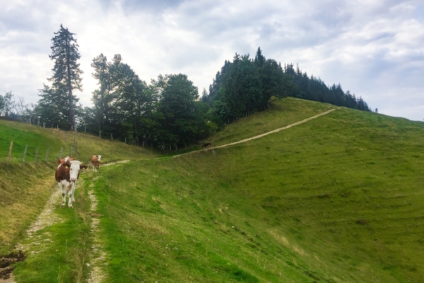 Auf dem Grenzpfad im Napfbergland 2