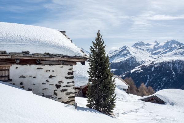 Im Reich der Schneehühner