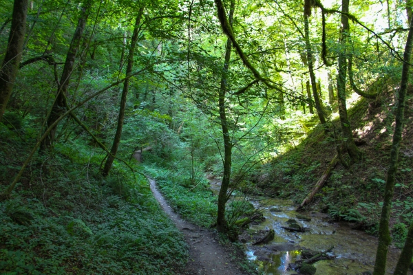 Da Yvonand attraverso il Vallon des Vaux