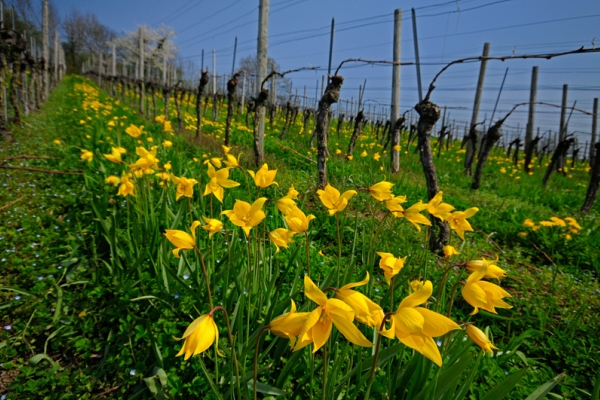 Seltene Tulpen im Baselbiet