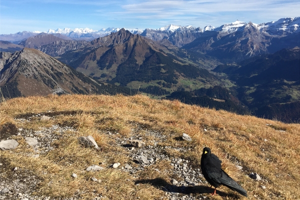 Zwei Gipfel oberhalb Leysin