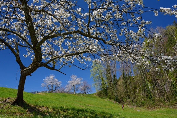 Blütenreicher Aufstieg zum Wildspitz