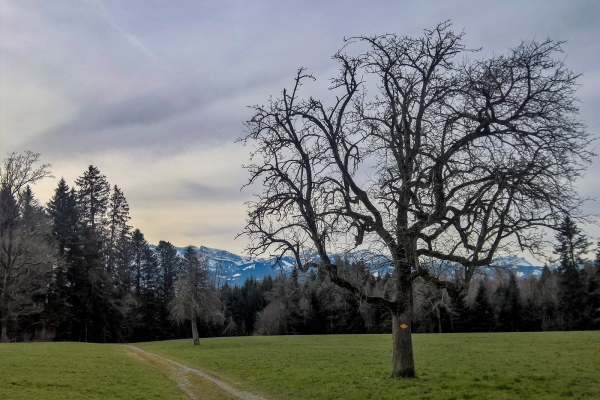 Au plus près des Alpes (LU)