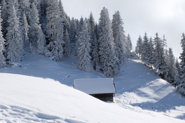 Auf der Rigi Scheidegg