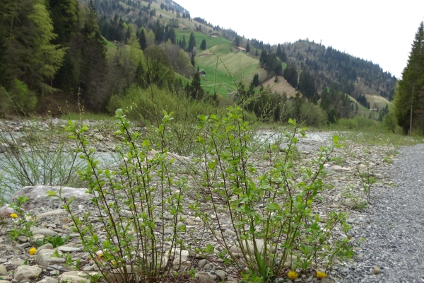 Paysage alluvial dans l’Entschligetal