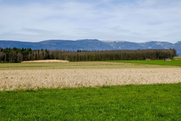 Vom Solothurner Limpachtal an die Aare