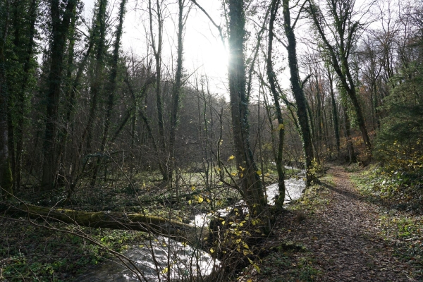 Randonnée idyllique à travers le Churz- et le Langloch jusqu'à Schaffhouse