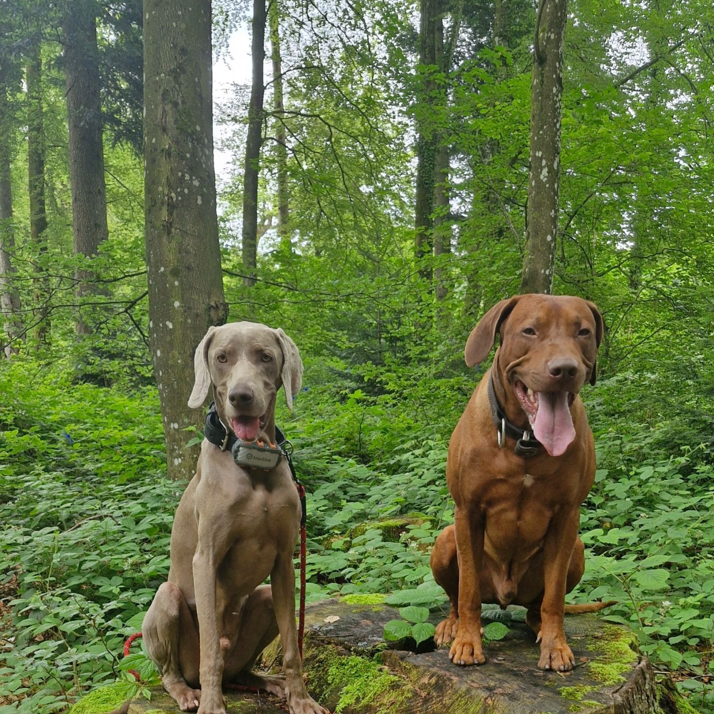 Blue une Thabo in Hirzel von Catherine