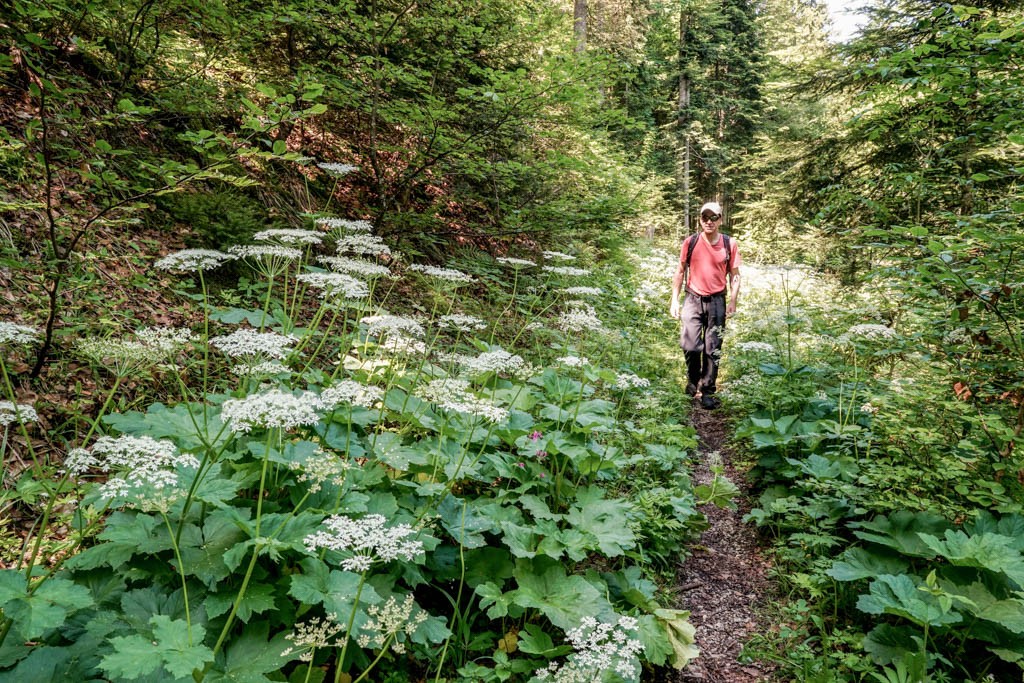 La berce des prés (Heracleum sphondylium) dans la forêt luxuriante avant La Combe. Photo: Fredy Joss