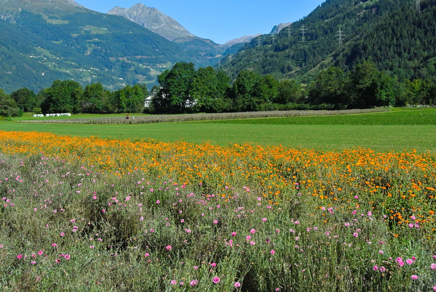 Des champs colorés de soucis et de bleuets près de Le Prese, pour le plus grand bonheur des yeux. Photo: R. Kappeler