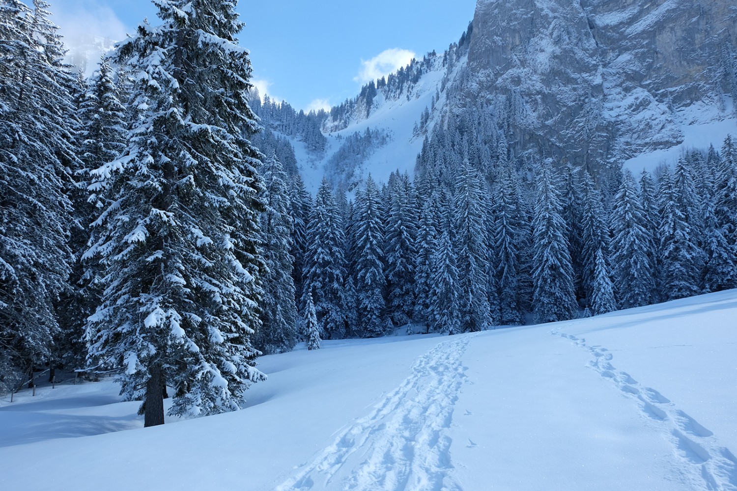 Kleine und grosse Spuren im Schnee. Bilder: Elsbeth Flüeler