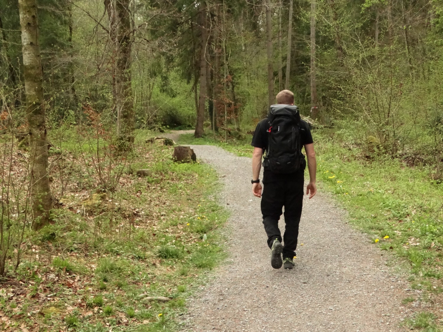 Il sentiero conduce attraverso la foresta alluvionale.