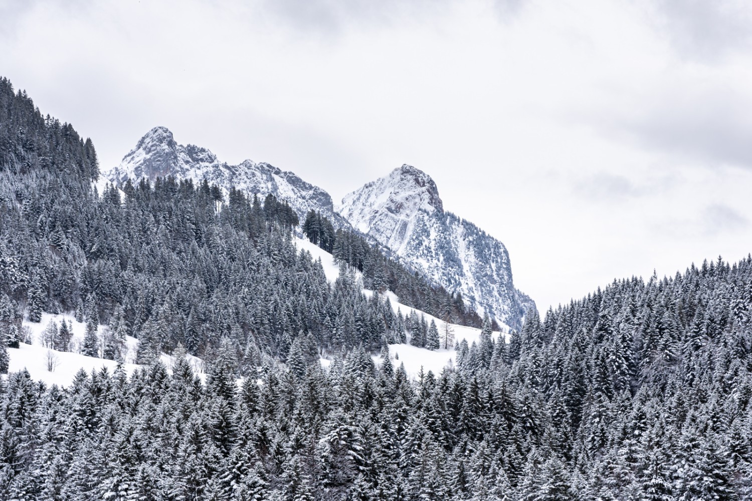 Hinter dunklen Wäldern grüssen die Mythen. Bild: Franz Ulrich