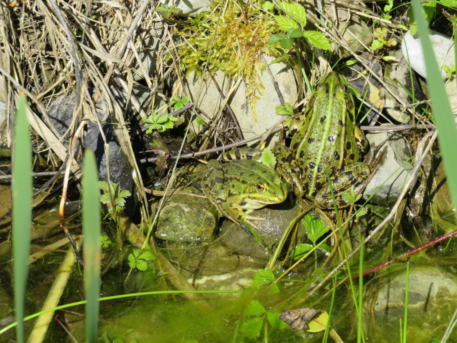 ... mais les grenouilles sont plus difficiles à voir. Photo: Rémy Kappeler