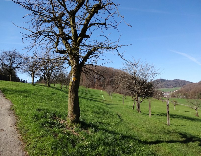 Schon kurz nach Bubendorf ist man mitten in der Landschaft des Baselbiets.