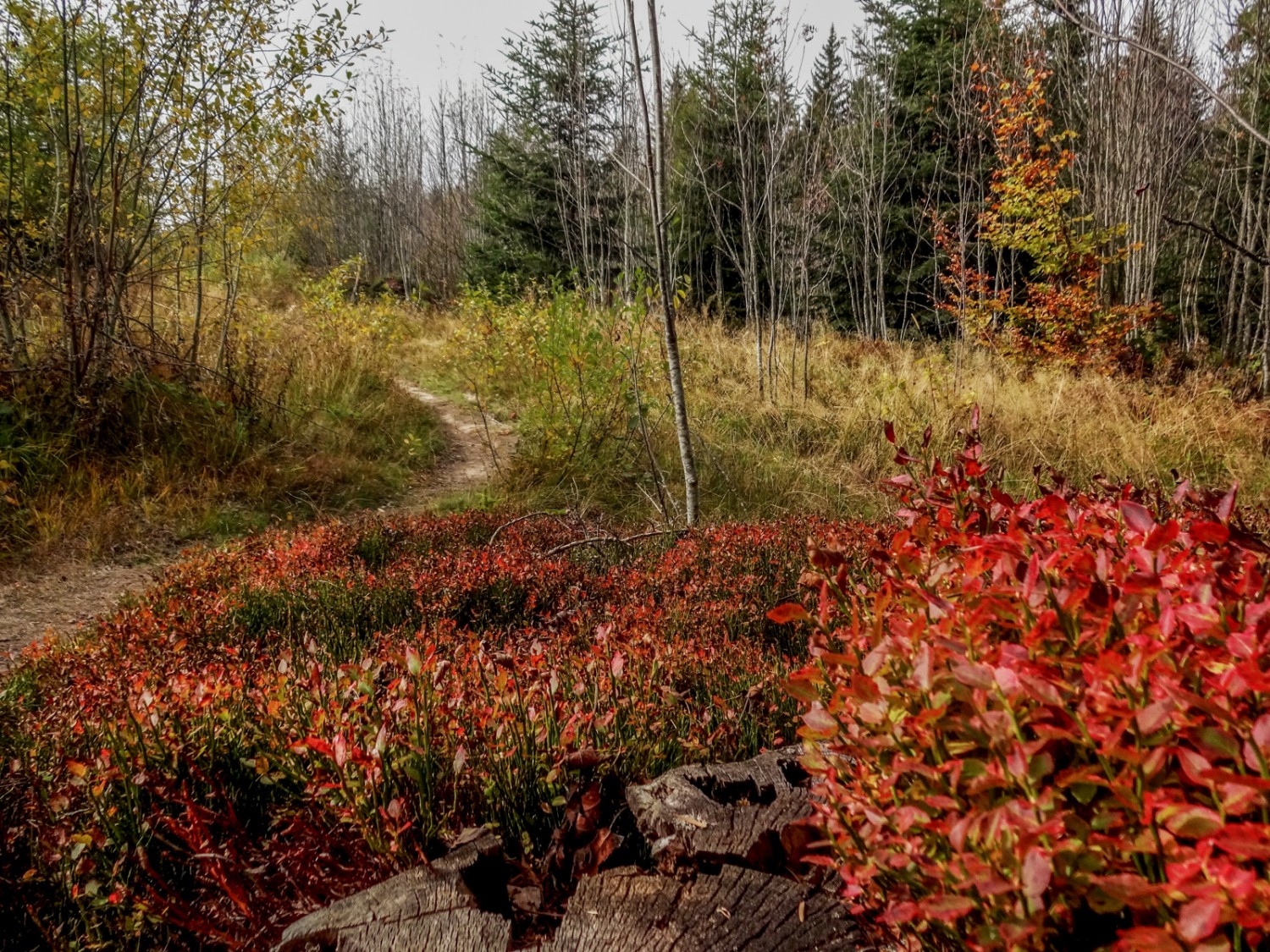 La végétation a des airs nordiques. Photo: Miroslaw Halaba 