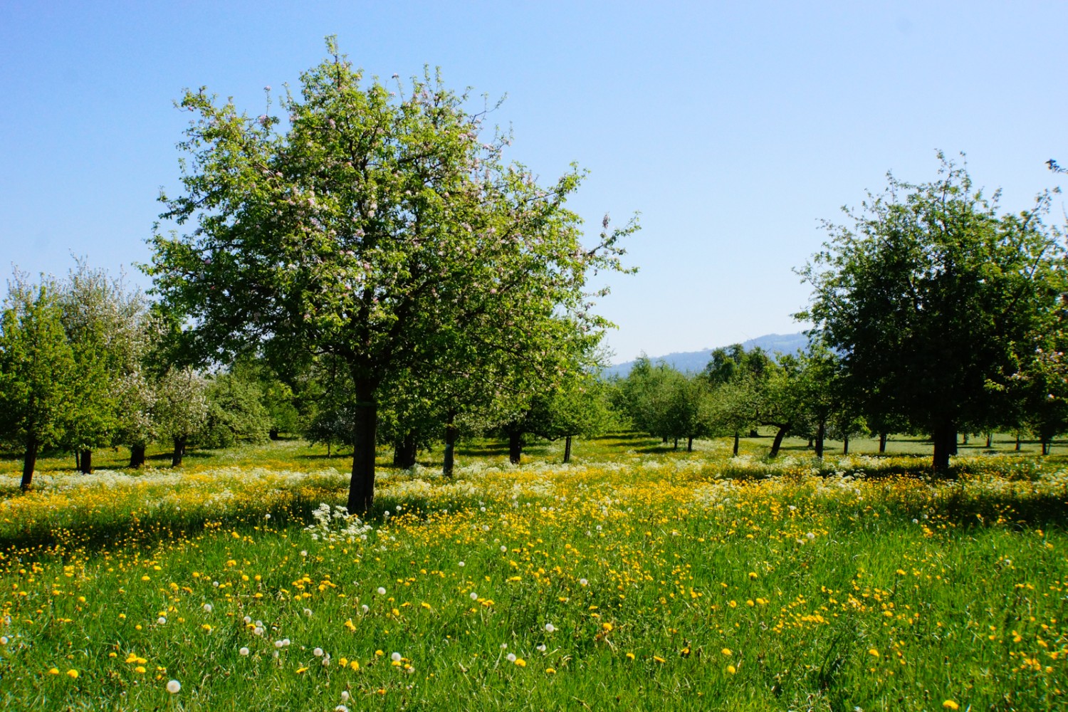 Alberi da frutta in fiore, pura primavera.