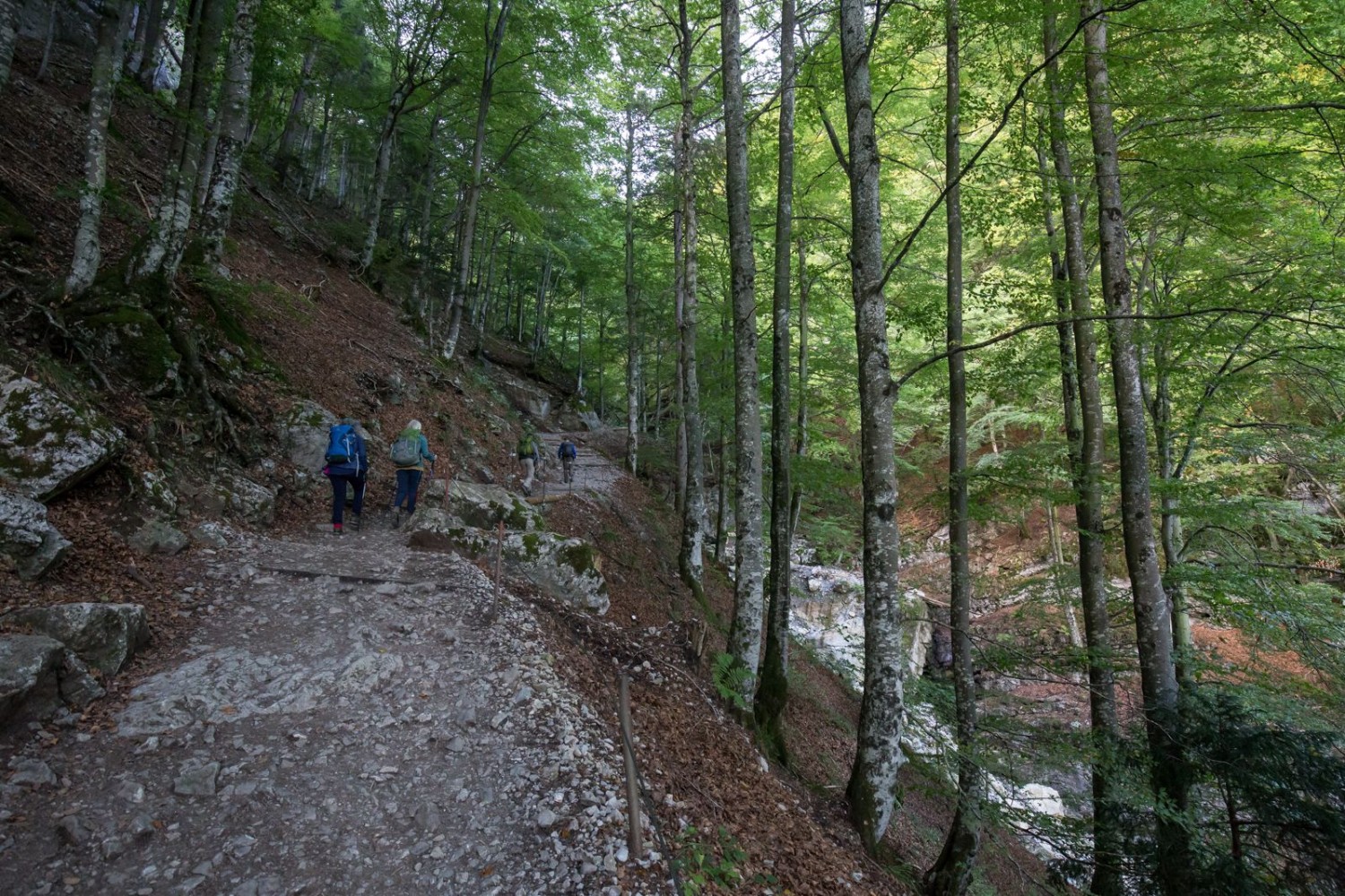 La montée à travers le Hüttentobel.