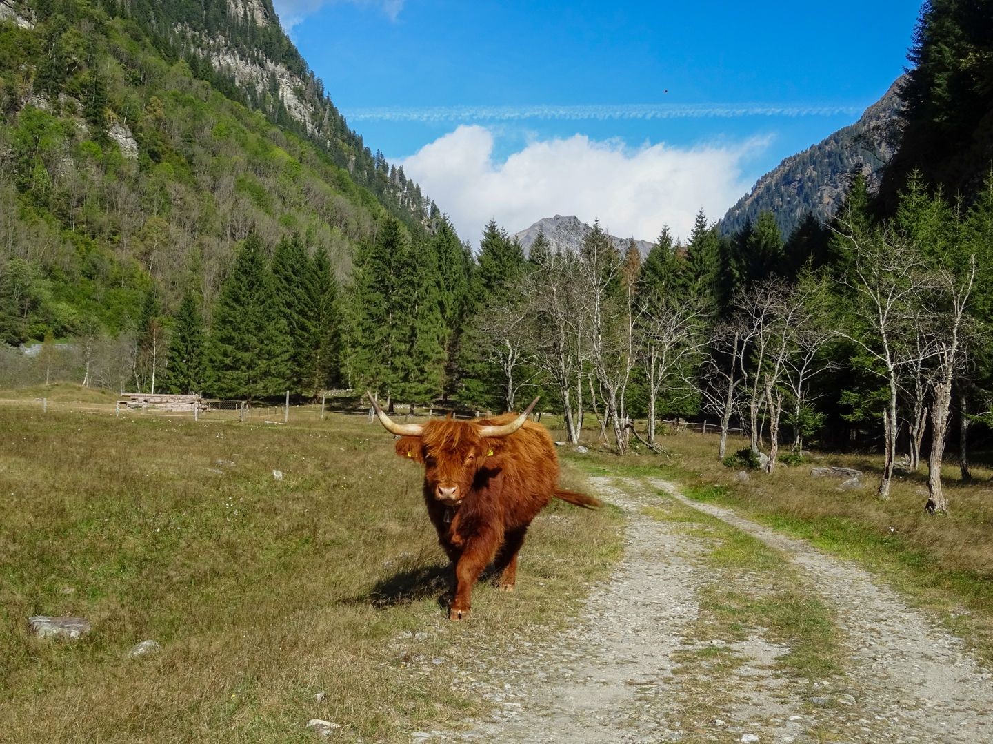 Eindrückliche, aber freundliche Begegnung auf dem Wanderweg.