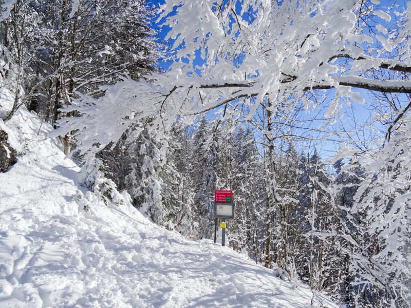 Zunächst geht es zwischen den Bäumen hindurch. (Foto: Vera In-Albon)