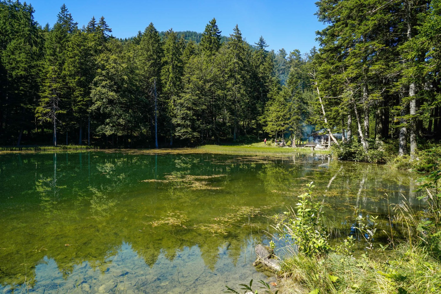 Das Forstseeli bietet viele lauschige Plätzchen. Foto: Fredy Joss